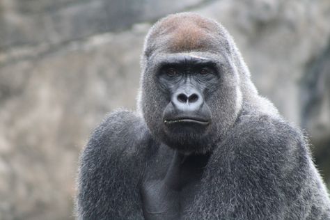 Unexpected gorilla snacking behaviors make scientists question what we know about early humans Western Lowland Gorilla, Gorilla Gorilla, Strongest Animal, Silverback Gorilla, Early Humans, Stem Cell Therapy, Cell Therapy, Safari Tour, Human Male