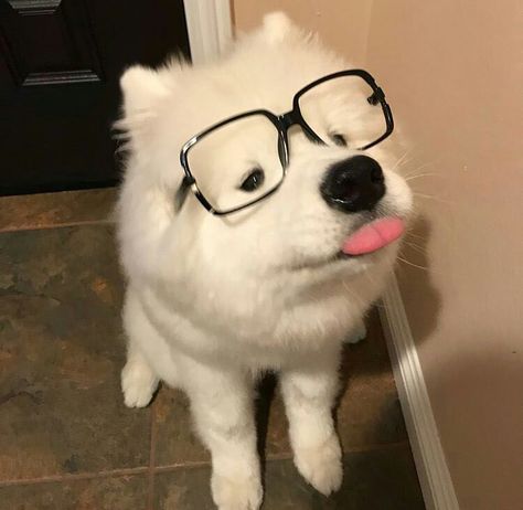 Samoyed Dogs, Silly Dogs, Fluffy Dogs, White Dog, Wearing Glasses, Cute Animal Photos, Cute Cats And Dogs, Cute Creatures, Baby Dogs