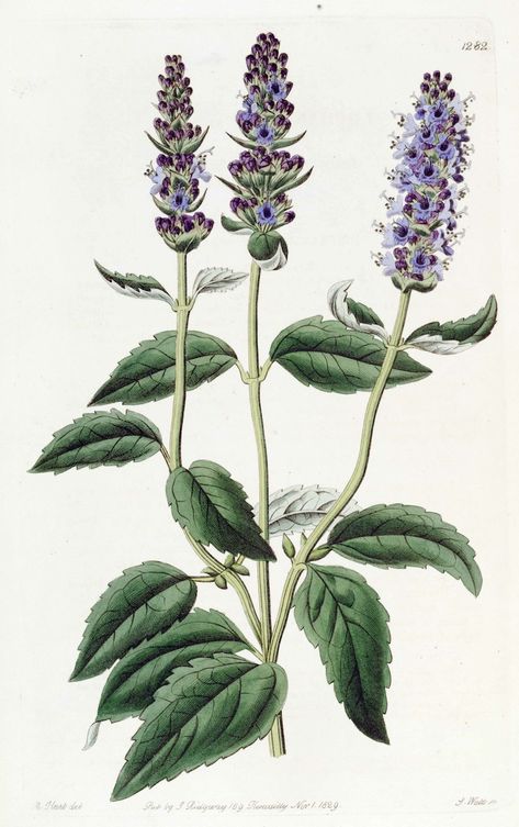 Agastache foeniculum illustration, circa 1829 Illustration Botanique, Plant Illustration, Botanical Drawings, Medicinal Herbs, Botanical Flowers, Vintage Botanical, Flower Illustration, Medicinal Plants, Botanical Illustration