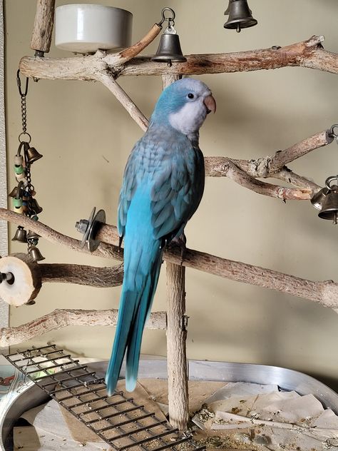 Our blue opaline quaker parrot named Skye. She is 4 years old. Conures Parrots, Quaker Parakeet, Parrot Aesthetic, Blue Quaker Parrot, Quaker Parrot, Monk Parakeet, Aesthetic Animals, Pet Parrot, Blue Parrot