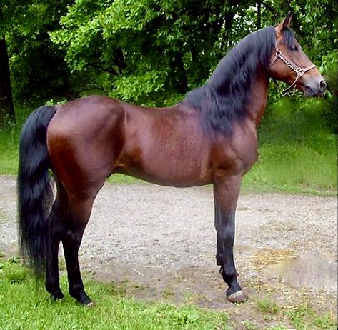 Lippitt Morgan Horse, Morgan Horses For Sale, Bay Stallion, Morgan Horses, Western Pleasure Horses, Stallion Horses, Horse Show Clothes, American Saddlebred, Barrel Racing Horses