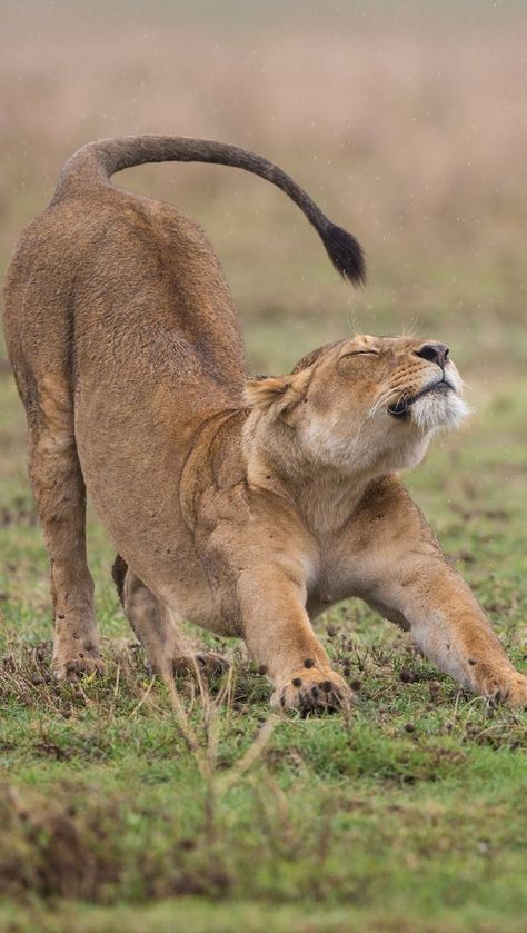 Lioness Reference Drawing, Lion Looking Up, Animals Stretching, Big Cat Poses, Big Cat Reference, Lioness Growling, Lioness Reference, Lion Stretching, Lioness Aesthetic