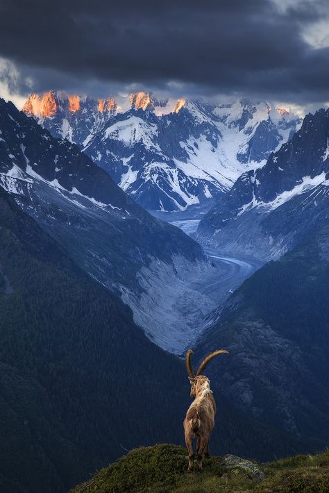 Chamonix, Haute-Savoie, France by sven483 Regnul Animal, Mountain Goat, French Alps, Landscape Designs, Landscape Photographers, Nature Animals, Drawing Tips, Amazing Nature, Nature Photos