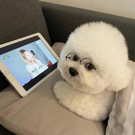 Cute Bichon frise Cute Bichon Frise, Bubble Backpack, Silly Animal Pictures, Dog Bedroom, Bichon Dog, Bichon Frise Puppy, Cat Backpack Carrier, Cute Dogs Images, Bichon Frise Dogs