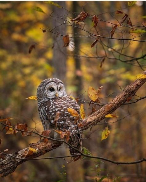 Fall Birds, Autumn Story, Digital Garden, Picture Journal, Facts About Halloween, Fall Owl, Birds On Branch, Halloween Facts, Owl Collection