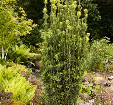 Japanese Plum Yew, Plum Yew, Yew Shrub, Southern Gardens, Japanese Plum, Southern Garden, Patio Projects, Landscape Plants, Sun Garden