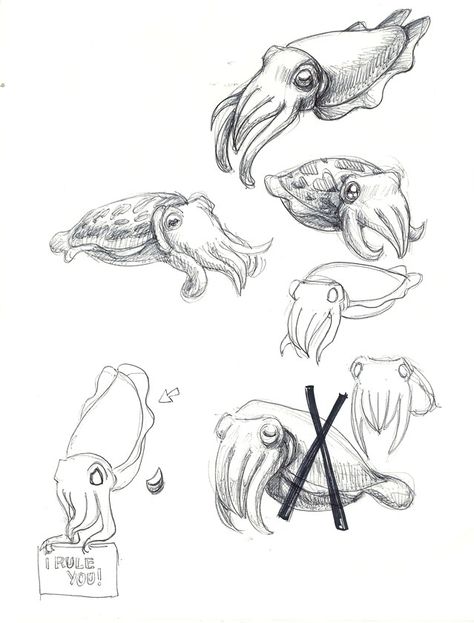 Flamboyant Cuttlefish Drawing Cuttle Fish Drawing, Cuddle Fish Drawing, Cuddlefish Drawing, Cuttlefish Painting, Cuttlefish Drawing, Ocean Animal Drawings, Cuttlefish Tattoo, Ocean Animals Drawing, Cuttlefish Art