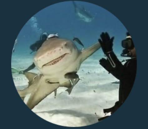 Shark Pfp Cute, Shark Pfps, Sharks Cute, Silly Shark Pfp, Shark Pfp, Shark Athstetic, Funny Shark Pictures, Sharks Being Silly, Shark Week Memes