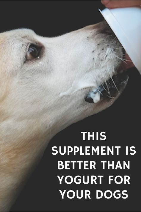 Have you ever hear that yogurt is good for the health of your dog's gut? Click here to find out what is better! Yogurt For Dogs, Dog Farts, Benefits Of Probiotics, Probiotics For Dogs, Probiotic Benefits, Best Probiotic, Dog Health Care, Animal Nutrition, Dog Supplements