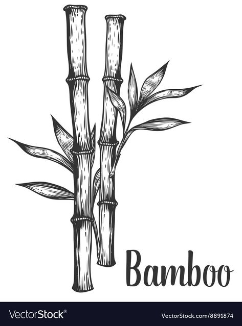 Bamboo Drawing, Stop Frame Animation, Hatch Drawing, Plant Sketches, Leaf Vector, Bamboo Tattoo, Bamboo Plant, Bamboo Art