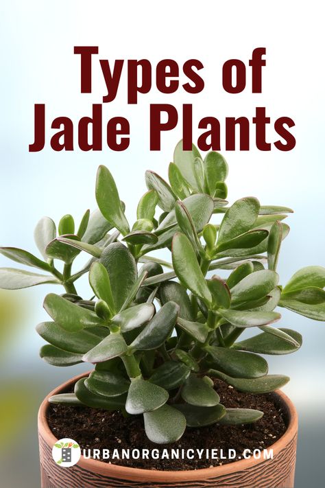 Jade plants are a type of succulent plant and there are over 200 different kinds of jade plants.    In this article, we discuss 20 types of jade plants to grow as a houseplant and outdoors.   #JadePlants #Houseplants #Succulents #IndoorGardening  #BackyardGardening #Gardening #UrbanOrganicYield Spekboom Garden Ideas, Types Of Jade Plant, Different Succulents Plants, Jade Plant Decor Ideas, Types Of Cactus Plants, Jade Plant Care, Types Of Succulents Plants, Jade Succulent, Lucky Plant