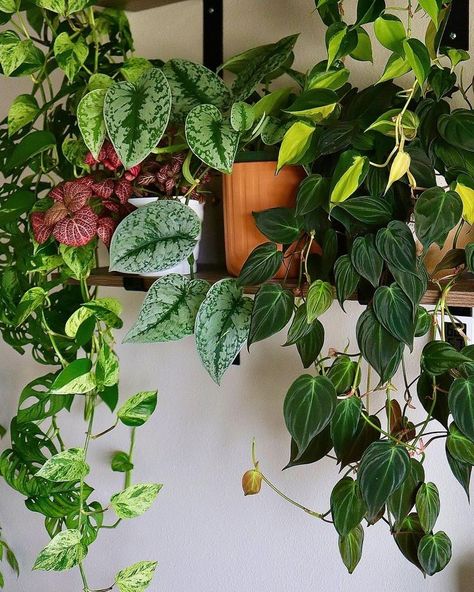 Plants Widget, Fittonia Albivenis, Scindapsus Exotica, Pothos Varieties, Philodendron Hederaceum, Philodendron Micans, Scindapsus Pictus, Marble Queen, Epipremnum Aureum