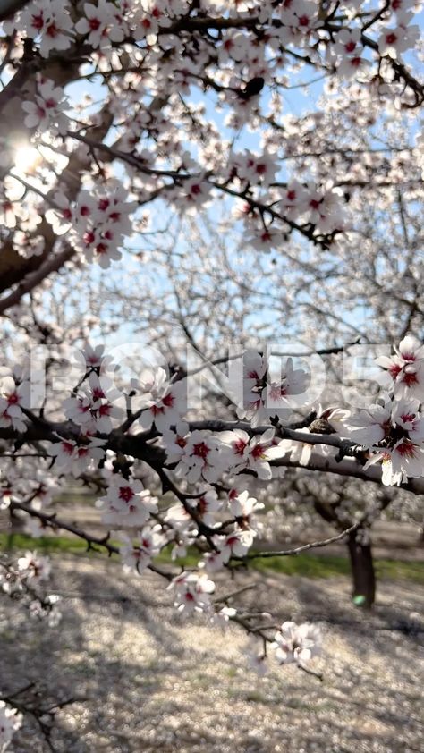 Blossoming Almond Tree Branches In Spring At Almond Orchards Favorites Aesthetic, Almond Tree Blossom, Podcast Music, Spring Branches, Tree Blossom, Almond Tree, Tree Branches, Stock Video, Almond