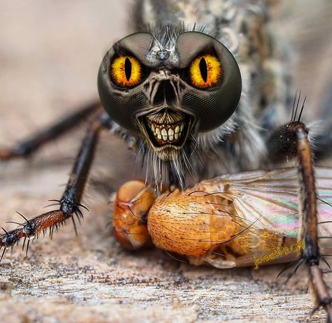 Bobo fly with her prey 😱  Attention!  She does not like it when you disturb her eating!  The Bobo fly can be found in the Amazon region.  She is a hunter who feeds on other insects.  She quickly becomes aggressive when you get too close.  Nature has equipped her with a sting that contains a neurotoxin.  Being stung by her can be very painful.  It can even lead to a heart failure if you are allergic to the poison.  A doctor should definitely visit.😉👍 Insects Pictures, The Poison, Loving God, A Doctor, The Amazon, A Heart, Insects, Funny Pictures, Funny