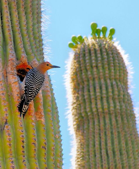 Gila Woodpecker on a Saguaro Cactus Photo by Harry Taylor -- National Geographic Your Shot Cactus Photo, Harry Taylor, Desert Animals, Desert Life, Woodpeckers, Cactus Flowers, Saguaro Cactus, Sonoran Desert, Nature Birds