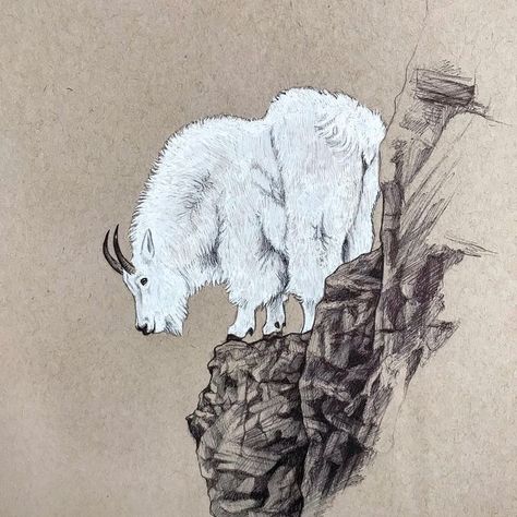 Mountain Goat Drawing, Goat Sketch, Mountain Goat, Wood Burning Art, Pyrography, Wood Burning, Art Art, Rocky, Goats