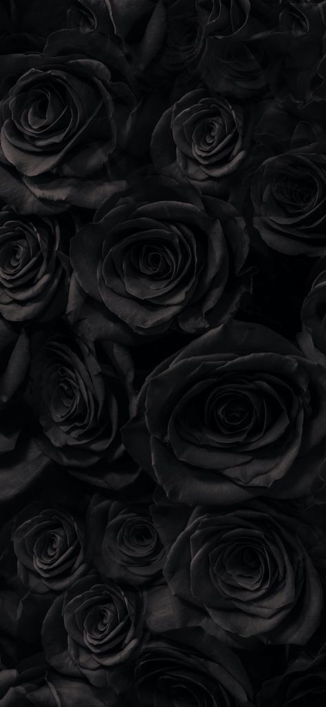 Wallpaper Crazy, Wallpaper Mawar, Black Roses Wallpaper, Dark Black Wallpaper, Black Wallpaper Iphone Dark, Gothic Wallpaper, Roses Wallpaper, Crazy Wallpaper, Dark Flowers