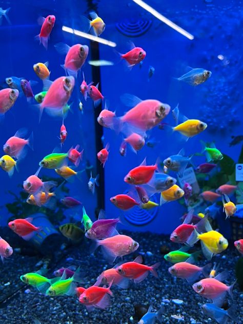 #aquarium #fish #aesthetic #pink #green #yellow Colorful Fish Aesthetic, Neon Fish, Fish Aesthetic, Glow Fish, Salmon Fish, Pink Green Yellow, Fish Tank Decorations, Colorful Fish, Aesthetic Pink