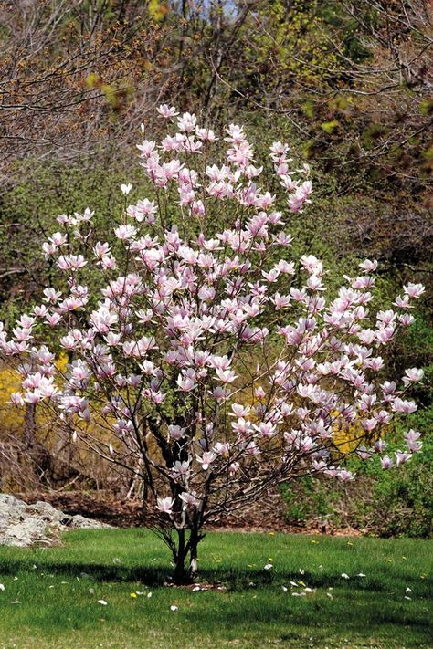 Magnolia Tree Landscaping, Small Flower Gardens, Trees For Front Yard, Funny Vine, Front Garden Landscape, Magnolia Tree, Magnolia Trees, Front Yard Garden, Garden Trees