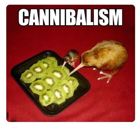 Kiwi Bird, 웃긴 사진, Really Funny Pictures, Really Funny Memes, الرسومات اللطيفة, 귀여운 동물, Memes Xd, Animal Memes, Bones Funny