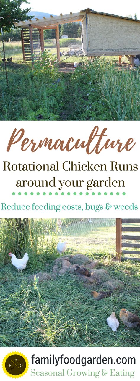 Permaculture Rotational Chicken Runs around your Garden Chicken Runs Around Garden, Easy Chicken Coop, Backyard Garden Layout, Raising Backyard Chickens, Chicken Garden, Permaculture Gardening, Permaculture Design, Building A Chicken Coop, Garden Types