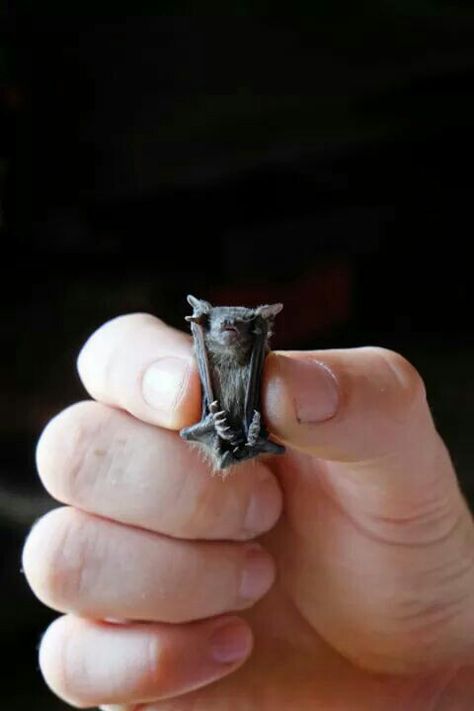 bumblebee bat Animals Tattoo, Baby Bats, Cute Bat, Baby Animals Funny, Cute Creatures, Animals Friends, Beautiful Creatures, Small Pets