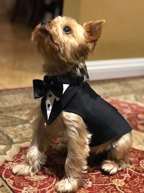 Boy Dog Outfits, Dog In Suit, Pet Clothes Patterns, Miniature Dog Breeds, Dog Wedding Outfits, Crochet Dog Clothes, Wedding Fotos, Suit For Wedding, Dog Tuxedo