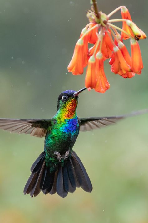 Are hummingbirds a myth or reality in Europe? Let's embark on a quest to reveal the hidden tales of these delicate birds and unlock the mysteries of the European wilderness.     #NatureMystery #WildlifeWonder Fancy Birds, Costa Rica Travel Guide, Hummingbird Pictures, Scar Tattoo, Owl Photos, Hummingbird Art, Central America Travel, Gray Owl, Costa Rica Travel