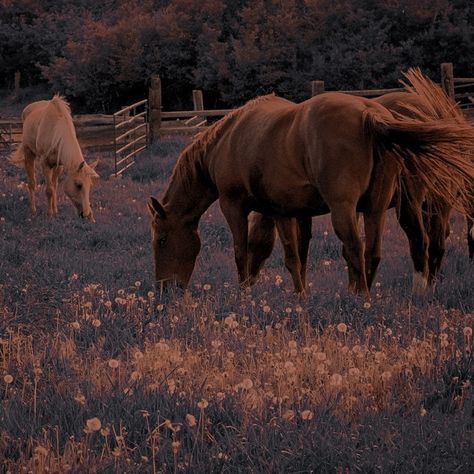 Rylie Aesthetic, Red Horse Aesthetic, Horse Asethic, Wild Horse Aesthetic, Aesthetic Horse Pictures, Dark Jokes, Horse Wallpaper, Horse Aesthetic, Brown Horse