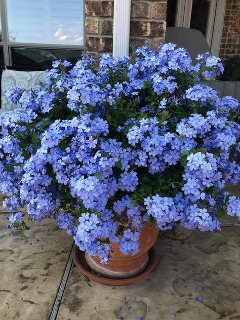 Plumbago Landscaping Ideas, Blue Plumbago Landscaping, Plumbago In Pots, Plants In Blue Pots, Blue Flower Pots, Blue Petunias, Blue Plumbago, Flowers In Pots, Dream Backyard Garden