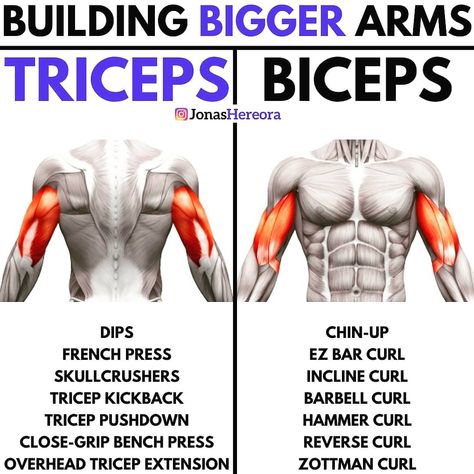 Calorie Surplus, Tricep Workouts, Reverse Curls, Bicep And Tricep Workout, Tricep Pushdown, Big Arms, Forearm Workout, Tricep Kickback, Bigger Arms