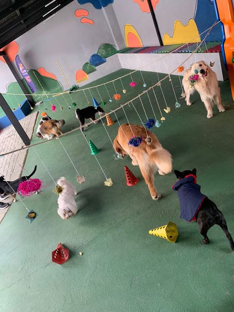 Indoor Dog Park Ideas, Doggy Daycare Aesthetic, Dog Boarding Facility Ideas Pet Resort, Pet Enrichment, Dog Daycare Ideas, Dog Daycare Business, Hotel Pet, Dog Station, Indoor Dog Park