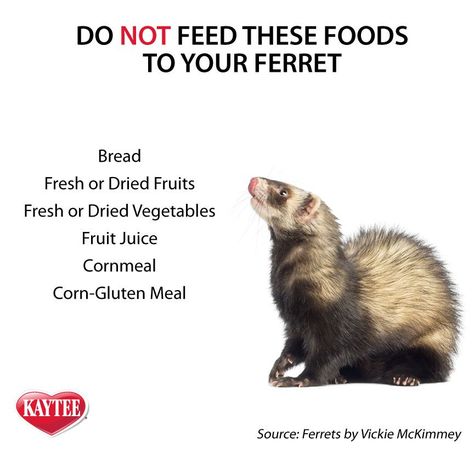 How To Take Care Of Ferrets, Ferret Care Tips, Ferret Tips, Ferret Facts, Ferret Diet, Ferret Ideas, Ferret Food, Ferret Diy, Ferret Care