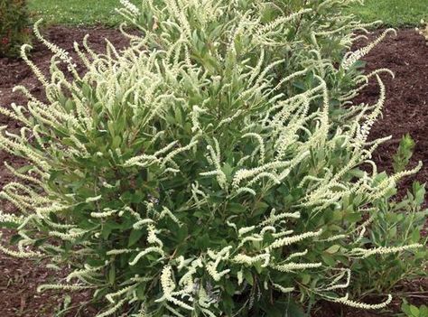 Einstein™ Clethra | Star Roses & Plants Gardening Materials, White Flowering Shrubs, Spring Hill Nursery, Landscape Gardening, Tiny White Flowers, Gardening Trends, Garden Shrubs, Have Inspiration, Woodland Garden