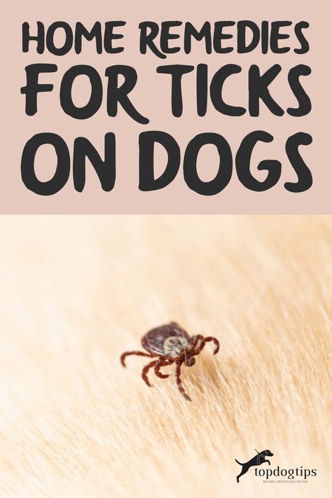 Natural Remedies For Ticks On Dogs, Home Remedy For Ticks On Dogs, Ticks On Dogs Get Rid Of, How To Get Ticks Off Dogs, Natural Flea And Tick For Dogs, Essential Oils For Ticks On Dogs, Remove Ticks From Dogs, How To Get Rid Of Ticks On Dogs, Natural Tick Repellent For Dogs