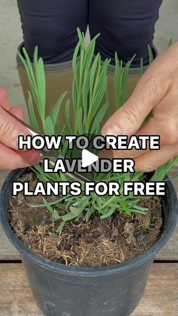 Lavender Cuttings, Propagate Lavender, Lavender Plant Care, How To Propagate Lavender, Summer Lavender, Lavender Plants, Growing Lavender, Lavender Garden, Lavender Plant