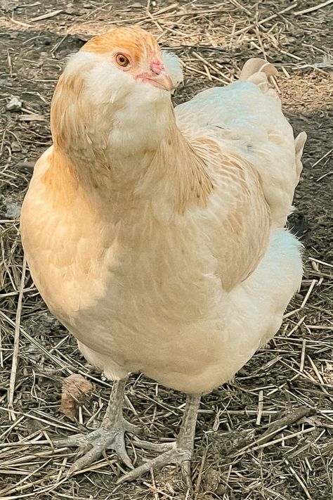 Ameracauna Chicken, Cinnamon Queen Chicken, Araucana Chickens, Frizzle Chickens, Ameraucana Chicken, Easter Egger Chicken, Wild Chicken, Red Peas, Chickens In The Winter