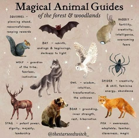 Fox And Wolf, Spirit Animal Meaning, Owl Wisdom, Animal Meanings, Witches Familiar, Animal Spirit Guides, Witch Tarot, Magic Spell Book, Animal Guides