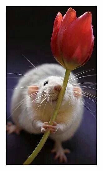 Flower for you....it smells so good! Rattus Rattus, Dumbo Rat, Cute Rats, Pet Rats, Little Critter, Cute Mouse, Hamsters, Rodents, Sweet Animals