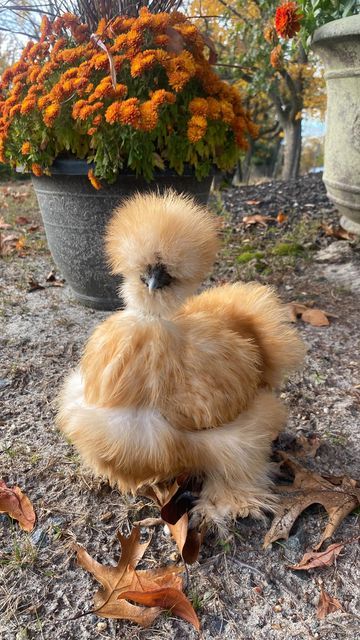 Pretty Chicken Breeds, Silkie Chickens Baby, Silkie Chickens Coop, Fluffy Chicken, Chicken Coop Garden, Bantam Chickens, Urban Chickens, Silkie Chickens, Chicken Life