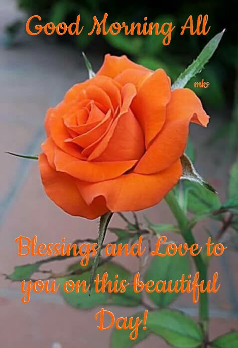 Hv a great sunday Flower Reference, نباتات منزلية, Fleur Orange, Country Gardens, Most Beautiful Flowers, Orange Roses, Beautiful Rose Flowers, Garden Care, Morning Flowers