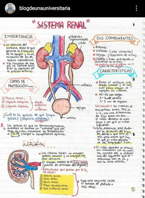 Cell Biology Notes, Surgical Technologist Student, Medicine Notes, Basic Anatomy And Physiology, Medical Student Motivation, Biology Lessons, Medicine Student, Medical School Motivation, Medical School Inspiration