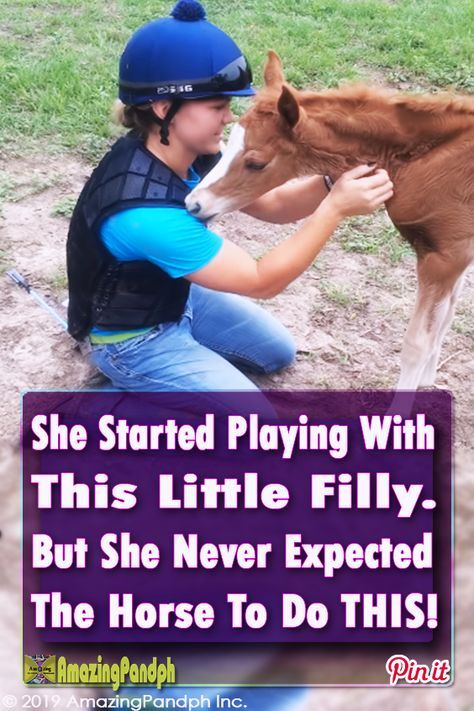 She Jumped The Fence & Approached That Tiny Foal. But What The Horse Did? I Can't Stop My Smile #horse #baby #pony #faul #cuddling #adorable Horses Mating Equestrian, Miniature Horse Foal, Budweiser Horses, Horse Mate, Bull Mastiff Puppies, Newborn Elephant, Unusual Horse, Horse And Dog, Wild Horse Pictures