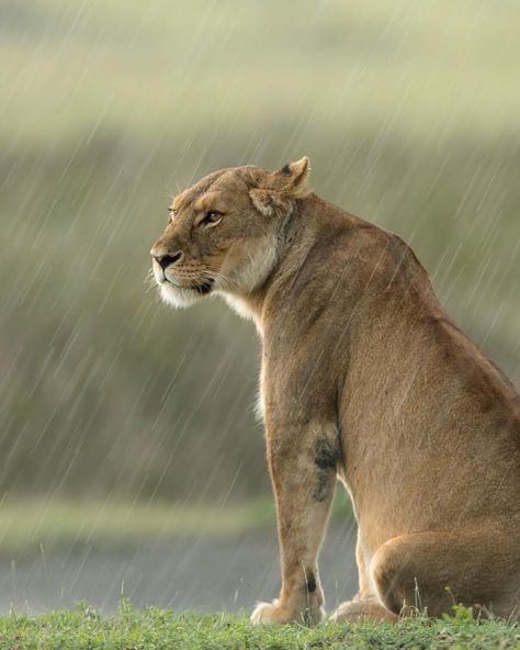 A Lioness Sitting in a Heavy Serengeti Downpour. (by Marlon du Toit). Lion Therian, Cute Pictures Of Animals, Big Cat Family, Pictures Of Animals, Lion And Lioness, Rex Cat, Using Pinterest, Pirate Woman, Free Advice