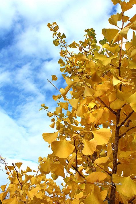 Ginko Tree Aesthetic, Ginkgo Biloba Tree, Chinese Tree, Zodiac Chinese, Ginko Biloba, Book Illustration Design, Yellow Nature, Ginkgo Tree, Gingko Leaves