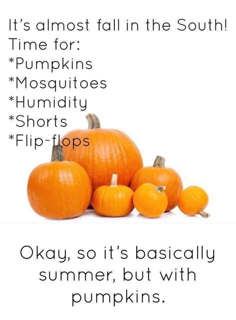 Florida Weather Humor, Florida Halloween, Fall In The South, Florida Funny, Halloween Humor, Florida Weather, Hello September, Sunshine State, Southern Style