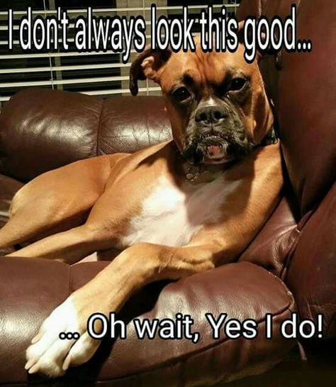 Funny Boxers, Boxer Breed, Boxer Dogs Funny, Boxer Mom, Boxer And Baby, Funny Boxer, Cute Boxers, Boxer (dog), Puppy Kisses