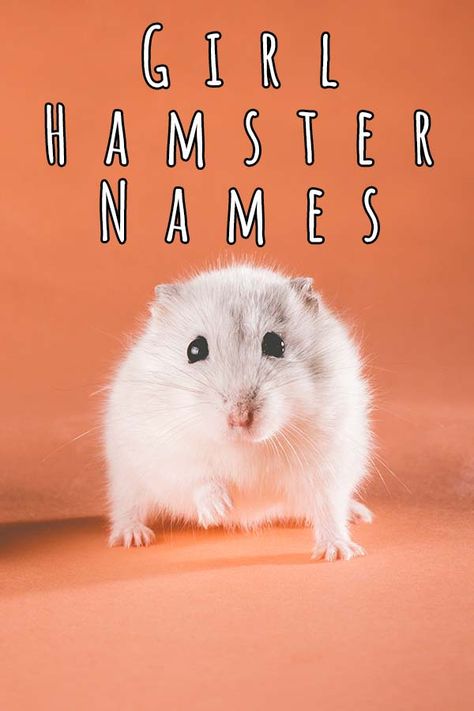 Types Of Hamster Breeds, Mice Names, Cute Names For Hamsters, Hamster Names Ideas, Hamster Body Language, Girl Pet Names, Pun Names, Small Hamster, Hamster Names