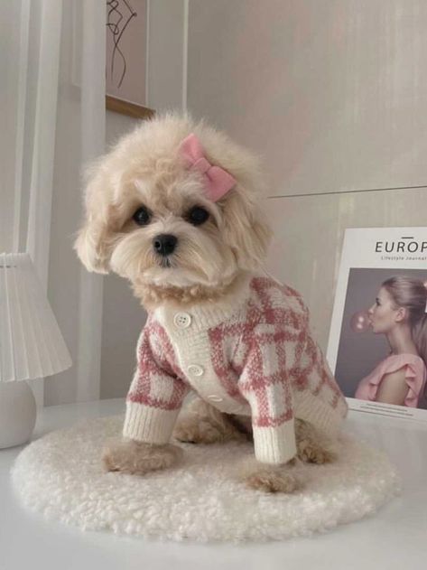 Dog Sweaters for Small Dogs Girl Cute Luxury Dog Clothing Winter Warm Korean Pink Blue Cardigan Christmas Presents Pet Clothes Blue Grid, Dog Winter, Dog Winter Clothes, Dog Biting, Knit Cardigan Sweater, Puppy Clothes, Luxury Dog, Winter Dog, Dog Sweaters