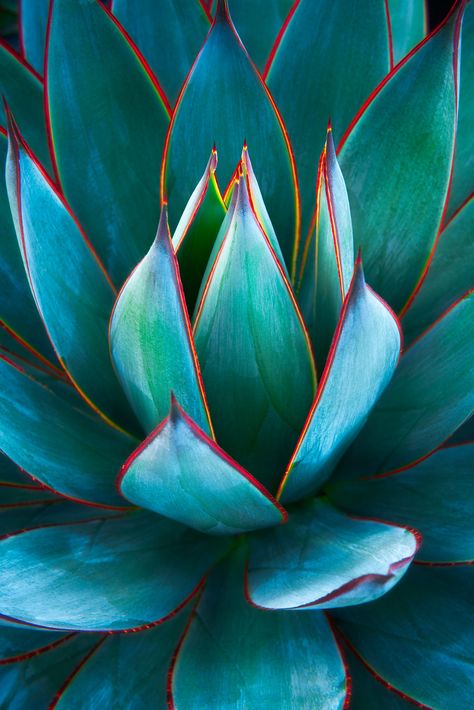 Agave plant